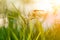 Beautiful closeup silhouette dragonfly on the grass in morning sunshine