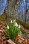 Beautiful closeup snowdrops