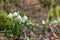 Beautiful closeup of spring snowflakes Leucojum vernum