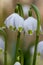 Beautiful closeup of spring snowflakes Leucojum vernum