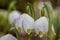 Beautiful closeup of spring snowflakes Leucojum vernum