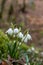 Beautiful closeup of spring snowflakes Leucojum vernum