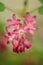 Beautiful closeup spring view of wild red-flowering currant Ribes sanguineum pink corolla and yellow stamens blossom