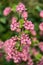 Beautiful closeup spring view of wild red-flowering currant Ribes sanguineum pink corolla and yellow stamens blossom