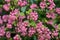 Beautiful closeup spring view of wild red-flowering currant Ribes sanguineum pink corolla and yellow stamens blossom, Dublin