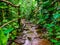 Beautiful closeup of a stone path with flowering water in a tropical garden, modern natural architecture