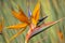 Beautiful closeup of strelitzia also known as bird of paradise