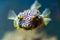 Beautiful closeup of a striped burrfish face, funny tropical porcupine fish, aquarium pet from the atlantic ocean