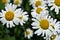 Beautiful closeup sunlit oxeye daisies or dog daisies from above in a garden