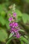 A beautiful closeup of a swamp flowers.