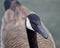 Beautiful closeup of a swimming Canada goose