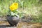 Beautiful closeup of three unique planter of black pottery with yellow flower in summer morning sunlight