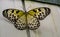 Beautiful closeup of a tree nymph butterfly, tropical insect specie from Asia