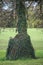 Beautiful closeup vertical view of ivy Hedera Helix plant clinging and climbing on tree trunk in Ballawley Park, Sandyford