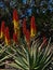 Beautiful closeup view of an Aloe mutabilis plant with green leaves and yellow and red colored inflorescence in winter.