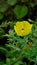 Beautiful closeup view of Argemone Mexicana flower, Bermuda thistle, kateri ka phool