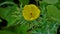 Beautiful closeup view of Argemone Mexicana flower, Bermuda thistle, kateri ka phool