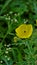 Beautiful closeup view of Argemone Mexicana flower, Bermuda thistle, kateri ka phool