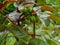Beautiful Closeup view of a berry of a plant Jatropha gossypiifolia