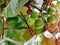 Beautiful Closeup view of a berry of a plant Jatropha gossypiifolia