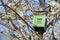 Beautiful closeup view colorful old wooden bird house on spring white blooming cherry tree on university campus, Dublin, Ireland