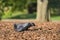 Beautiful closeup view of common city feral pigeon Columbidae resting on wood chips, nuggets, straw or bark in Herbert Park