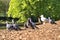 Beautiful closeup view of common city feral pigeons Columbidae resting in sunlight on wood chips, nuggets, straw or bark