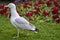 Beautiful closeup view of common white seagull Laridae walking on the lawn beside dark red flowers in St Stephens Green Green