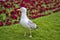 Beautiful closeup view of common white seagull Laridae walking on the lawn beside dark red flowers in Stephens Green Green Park