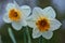 Beautiful closeup view of a couple of spring white daffodils Narcissus with orange corona at Marlay Park, Dublin, Ireland