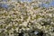 Beautiful closeup view of delicate spring white cherry Prunus Shogetsu Oku Miyako blossom flowering tree in Herbert Park, Dublin