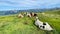 Beautiful closeup view of a herd of cows taking a rest on a field