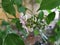 Beautiful Closeup view of Honge or Indian Beech Tree Flowers. It is planted as a road side tree and grows very well in India