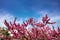 Beautiful closeup view of judas-tree on a blue sky background