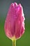 Beautiful closeup view of single pink super hydrophobic spring garden tulip petals with water drops of morning dew, Dublin