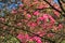 Beautiful closeup view of spring blooming tree against pink wild rhododendron flowering blossoms in Howth Rhododendron Gardens