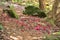 Beautiful closeup view of spring fallen pink petals of wild rhododendron blooming trees among rocks in Howth Rhododendron Gardens