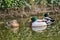 Beautiful closeup view of three peaceful resting ducks (Mallard) with reflection in pond water in Herbert Park, Dublin