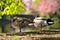 Beautiful closeup view of two peaceful resting ducks Mallard with reflection in pond water in Herbert Park, Dublin, Ireland