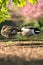 Beautiful closeup view of two peaceful resting ducks Mallard with reflection in pond water in Herbert Park, Dublin, Ireland