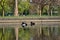 Beautiful closeup view of two peaceful resting tufted ducks Aythya fuligula with reflection of spring blooming trees in pond