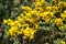 Beautiful closeup view of yellow gorse Ulex wild flowers growing everywhere in Ireland all the year round, Dublin
