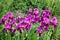 Beautiful closeup of violet Irises blossom in garden