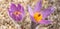 Beautiful closeup violet prairie flowers in a grass