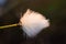 A beautiful closeup of a white cottongrass heads growing in a natural habitat of swamp. Natural closup of wetlands flora