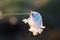 A beautiful closeup of a white cottongrass heads growing in a natural habitat of swamp. Natural closup of wetlands flora