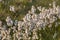 A beautiful closeup of a white cottongrass heads growing in a natural habitat of swamp. Natural closup of wetlands flora
