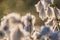 A beautiful closeup of a white cottongrass heads growing in a natural habitat of swamp. Natural closup of wetlands flora