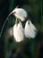 A beautiful closeup of a white cottongrass heads growing in a natural habitat of swamp. Natural closup of wetlands flora