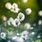 A beautiful closeup of white, fluffy heads of the cottongrass in the wetlands.